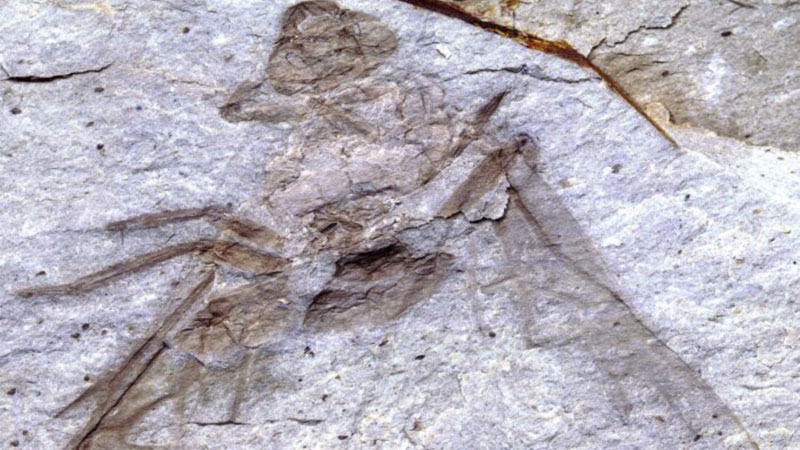 Fóssil de formiga gigante é encontrado no Canadá | Mundo & História
