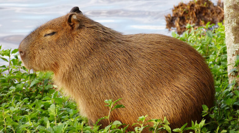 Nova coleção da Folha apresenta 30 animais da fauna brasileira às crianças | Mundo & História