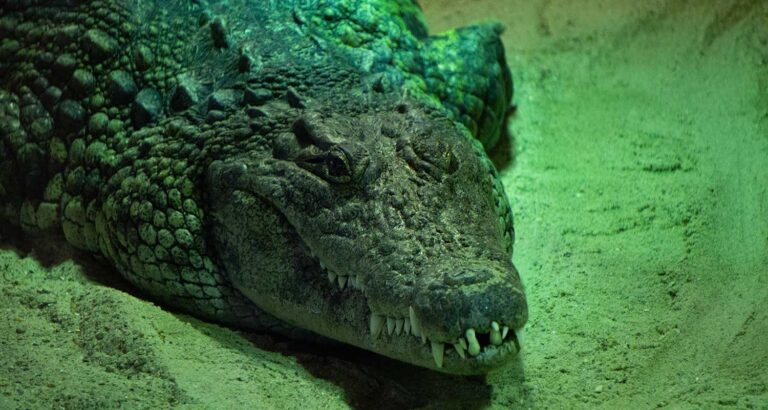 Corpo de pescador desaparecido na Austrália é encontrado dentro de crocodilo | Mundo & História