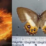 Espécie de borboleta é batizada em homenagem ao vilão Sauron, de O Senhor dos Anéis | Mundo & História