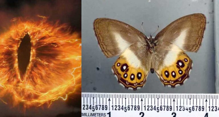 Espécie de borboleta é batizada em homenagem ao vilão Sauron, de O Senhor dos Anéis | Mundo & História