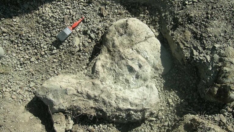Fósseis sul-africanos revelam detalhes de um temido mamífero predador | Mundo & História