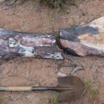 Fóssil de dinossauro encontrado na Argentina é um dos maiores da História | Mundo & História