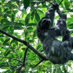 Mata Atlântica tem maior número de espécies ameaçadas | Mundo & História