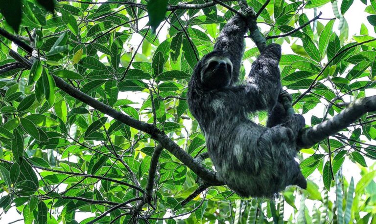Mata Atlântica tem maior número de espécies ameaçadas | Mundo & História