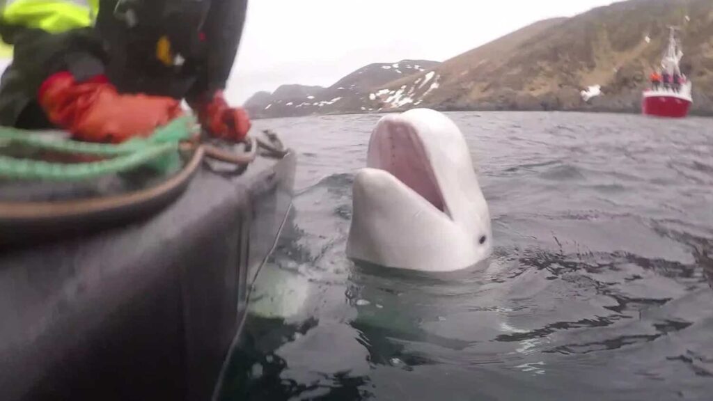 Noruega alerta população para se manter longe de 'baleia espiã' | Mundo & História