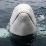 Noruega alerta população para se manter longe de 'baleia espiã' | Mundo & História