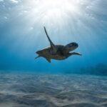 Temperatura dos oceanos aumenta e preocupa cientistas | Mundo & História