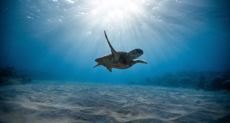 Temperatura dos oceanos aumenta e preocupa cientistas | Mundo & História