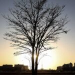 Temperaturas globais devem subir a níveis recordes nos próximos anos | Mundo & História