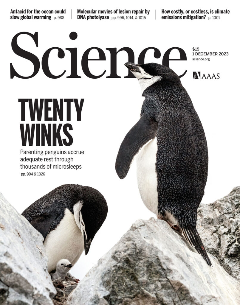 Pinguins tiram milhares de cochilos todos os dias | Mundo & História