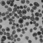 Cientistas criam pequenos robôs vivos feitos de células humanas | Mundo & História