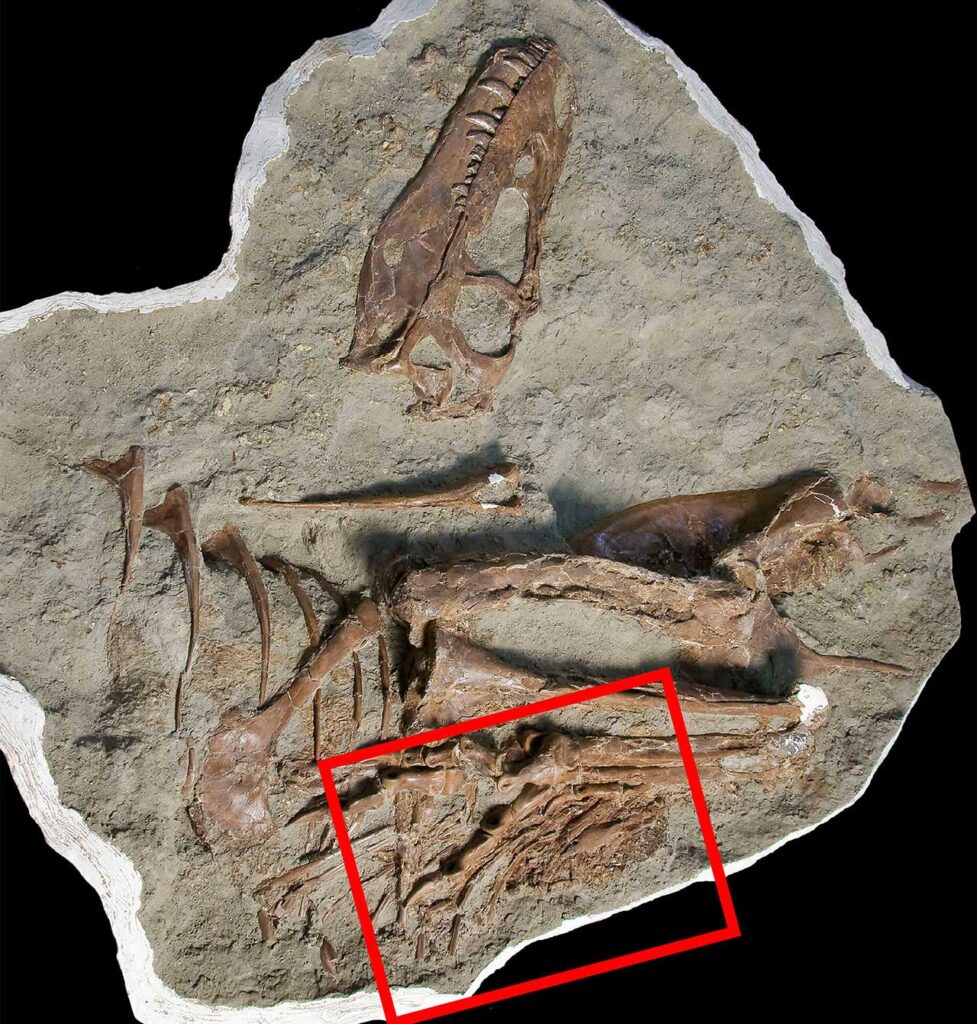 Fósseis revelam 'última refeição' de primo do Tiranossauro Rex | Mundo & História