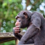 Macacos reconhecem amigos que não veem há décadas, diz estudo | Mundo & História