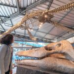 Museu da Vida Marinha em Ubatuba/SP anuncia programação de férias de verão | Mundo & História