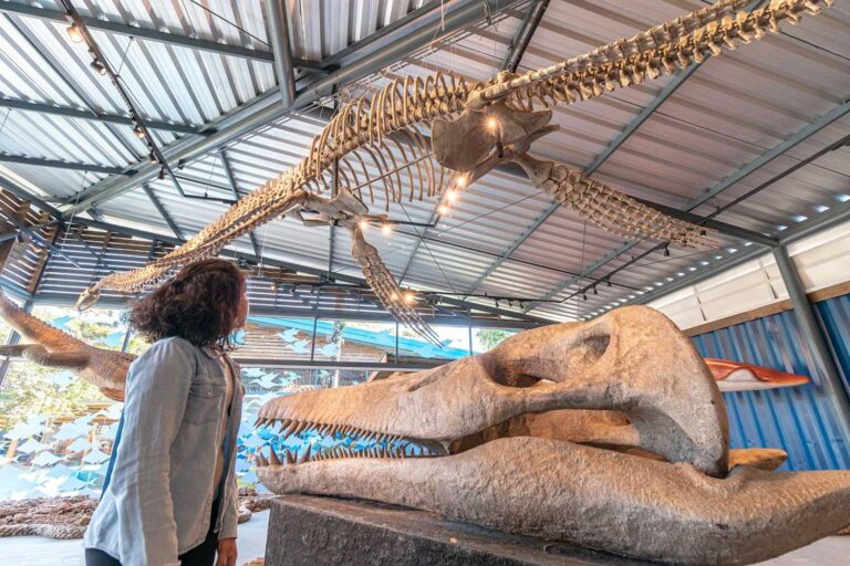Museu da Vida Marinha em Ubatuba/SP anuncia programação de férias de verão | Mundo & História