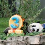 Panda gigante que retornou à China encontra o público | Mundo & História