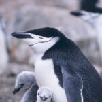 Pinguins tiram milhares de cochilos todos os dias | Mundo & História