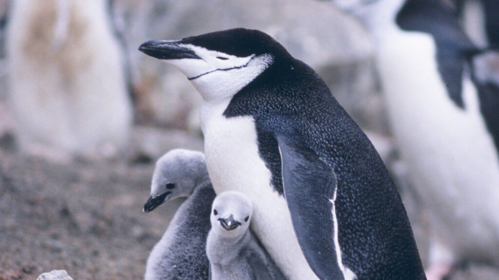 Pinguins tiram milhares de cochilos todos os dias | Mundo & História