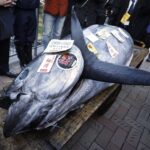 Atum gigante é leiloado por quase R$ 4 milhões no Japão | Mundo & História