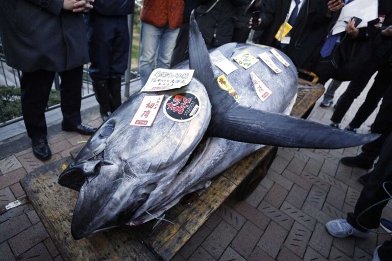 Atum gigante é leiloado por quase R$ 4 milhões no Japão | Mundo & História
