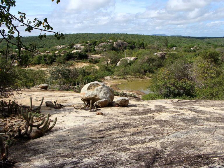 Caatinga tem o maior número de incêndios em uma década | Mundo & História