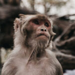 Cientistas clonam macaco após aperfeiçoar técnica da 'Dolly' | Mundo & História