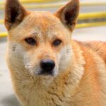 Coreia do Sul aprova projeto de lei que proíbe consumo e comércio de carne de cachorro | Mundo & História