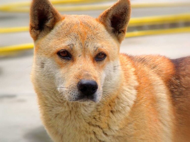 Coreia do Sul aprova projeto de lei que proíbe consumo e comércio de carne de cachorro | Mundo & História