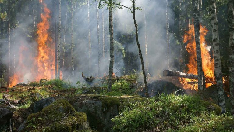 Crise climática pode causar 14,5 milhões de mortes até 2050 | Mundo & História