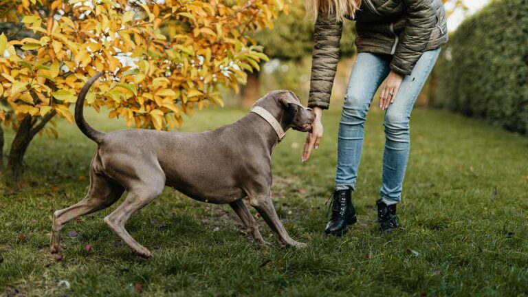 Estudo italiano investiga por que cachorros abanam cauda | Mundo & História