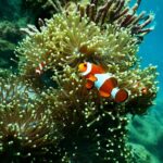 Mineração no fundo do mar: Noruega aprova prática controversa | Mundo & História