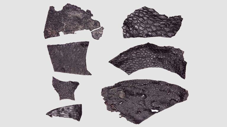 Pele fossilizada semelhante à de crocodilo é a mais antiga já descoberta | Mundo & História