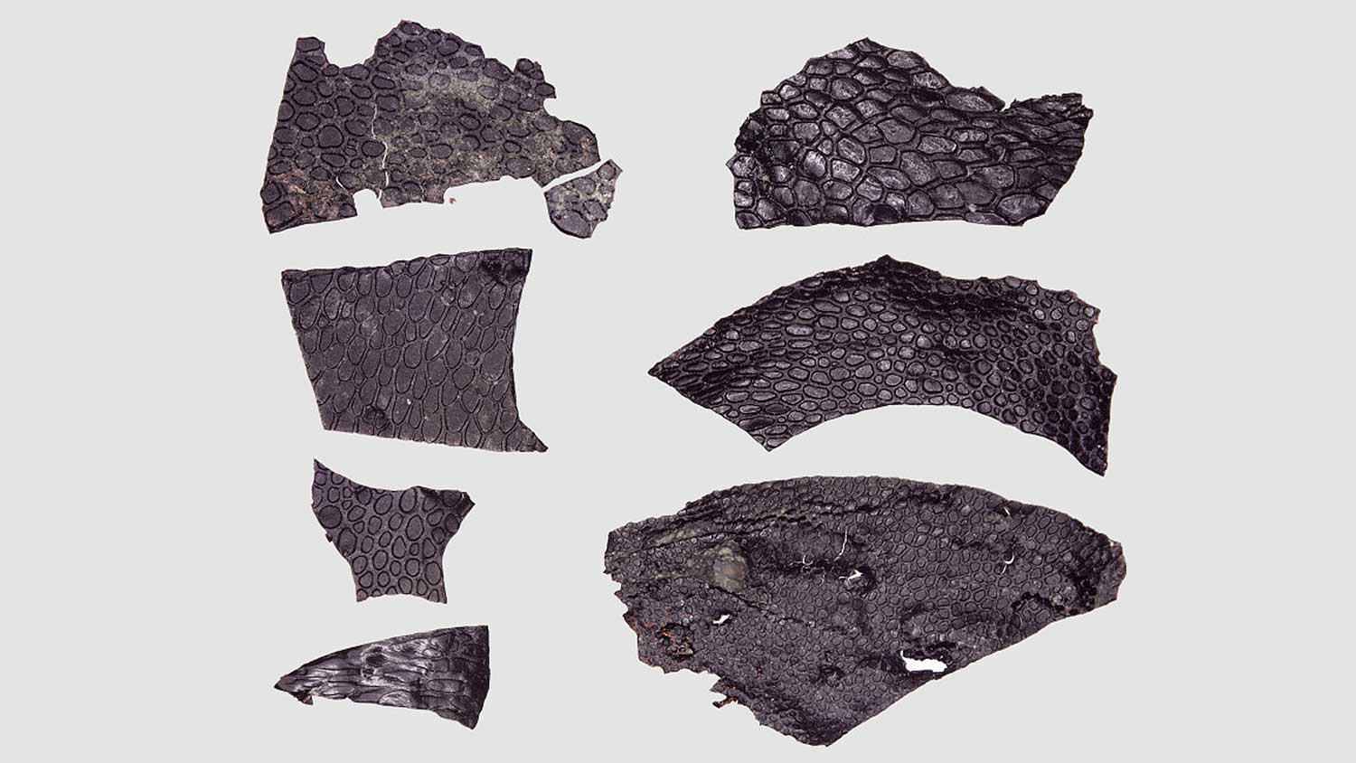 Pele fossilizada semelhante à de crocodilo é a mais antiga já descoberta | Mundo & História