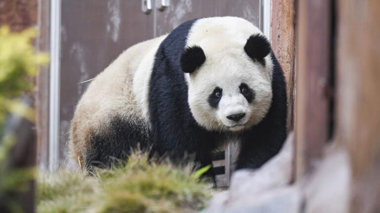 População de pandas selvagens da China se aproxima de 1.900 | Mundo & História