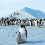 Satélite europeu encontra colônia desaparecida de pinguins | Mundo & História