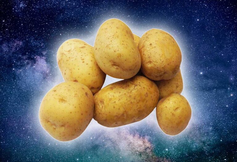 Sementes de batata expostas ao espaço entram em estágio de plantio experimental | Mundo & História