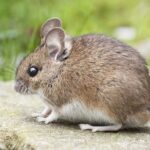 Tecnologia de IA ajuda a interpretar comportamento social de animais | Mundo & História