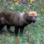 Ameaçado de extinção, cachorro-vinagre é flagrado em parque no Amapá | Mundo & História
