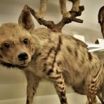 Florença reabre museu científico mais antigo da Europa | Mundo & História