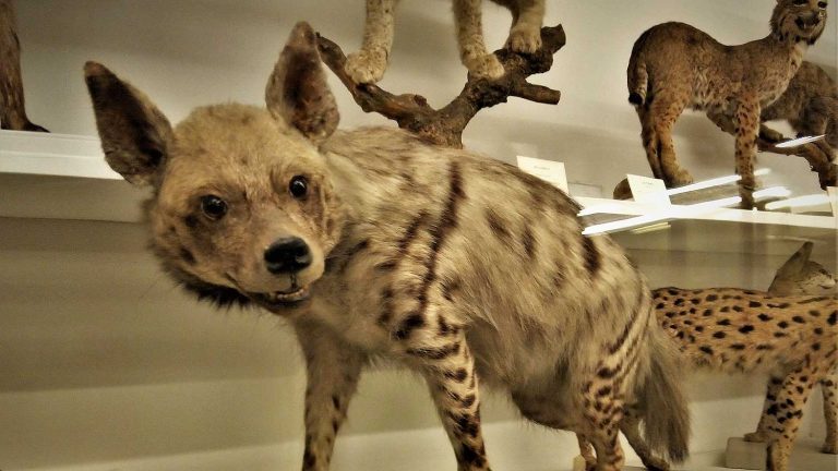 Florença reabre museu científico mais antigo da Europa | Mundo & História