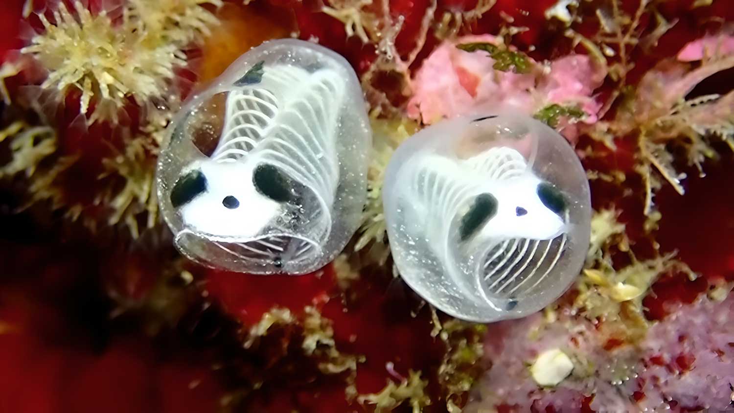 Panda-esqueleto-do-mar: cientistas descobrem nova espécie marinha - Mundo & História