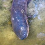 Pesquisadores fazem expedição em busca de peixes-elétricos na Amazônia | Mundo & História