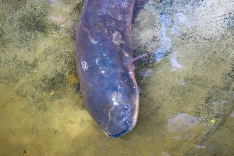 Pesquisadores fazem expedição em busca de peixes-elétricos na Amazônia | Mundo & História