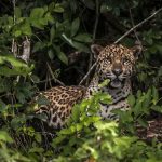 Pesquisadores testam IA para evitar mortes de animais em rodovias