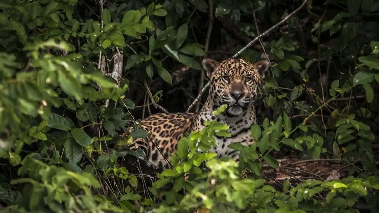 Pesquisadores testam IA para evitar mortes de animais em rodovias