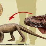 Fóssil mais antigo que dinossauros é achado no Brasil | Mundo & História
