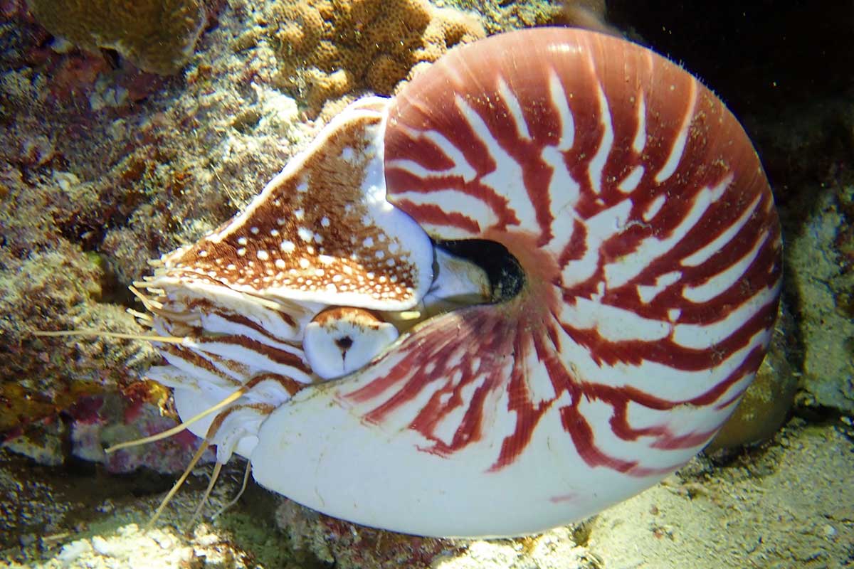 Nautilus: 10 fatos fascinantes sobre este fóssil vivo