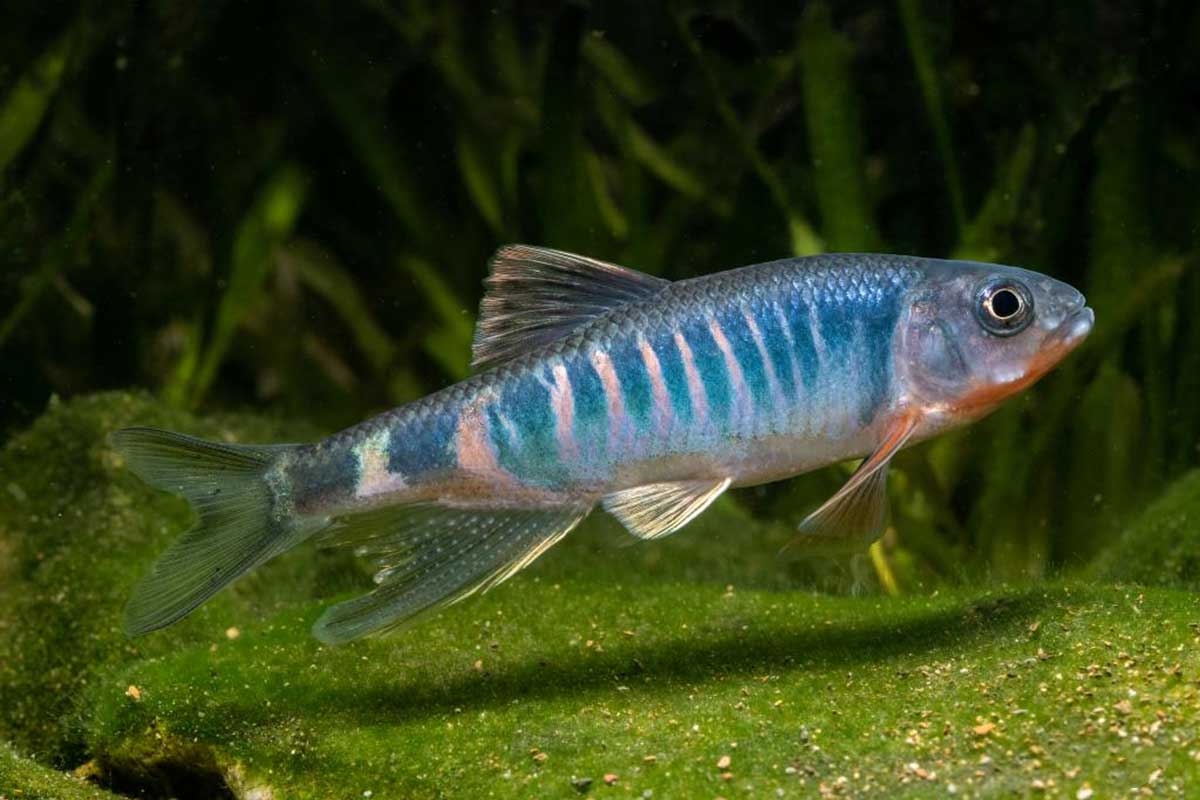 Nova espécie de peixe é descoberta no leste da China