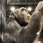 Último chimpanzé em cativeiro da Colômbia chega a santuário no Brasil | Mundo & História